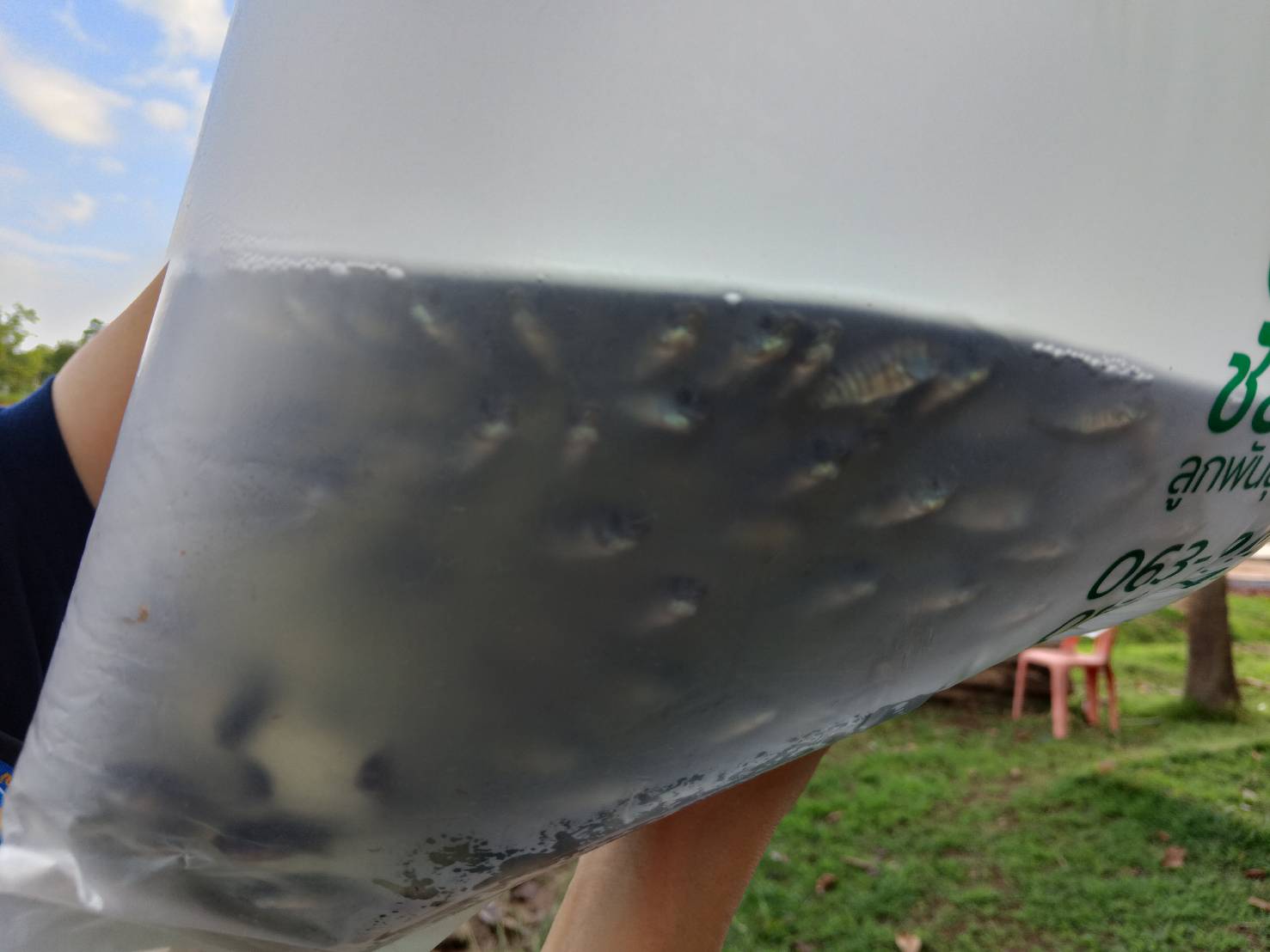 ตรวจสอบลูกพันธุ์สัตว์น้ำ ส่งออกไปยัง สปป.ลาว..คลิก