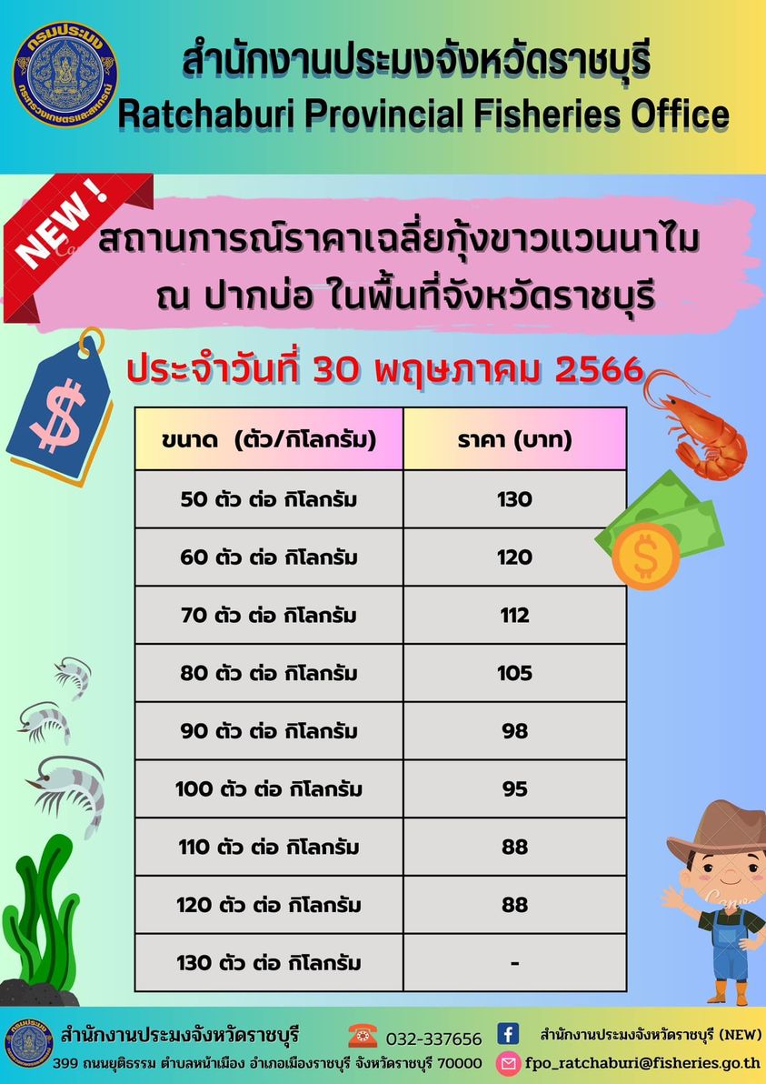 สถานการณ์ราคาเฉลี่ยกุ้งขาวแวนนาไม ณ ปากบ่อ ในพื้นที่จังหวัดราชบุรี ประจำวันที่ 30 พฤษภาคม 2566..คลิก