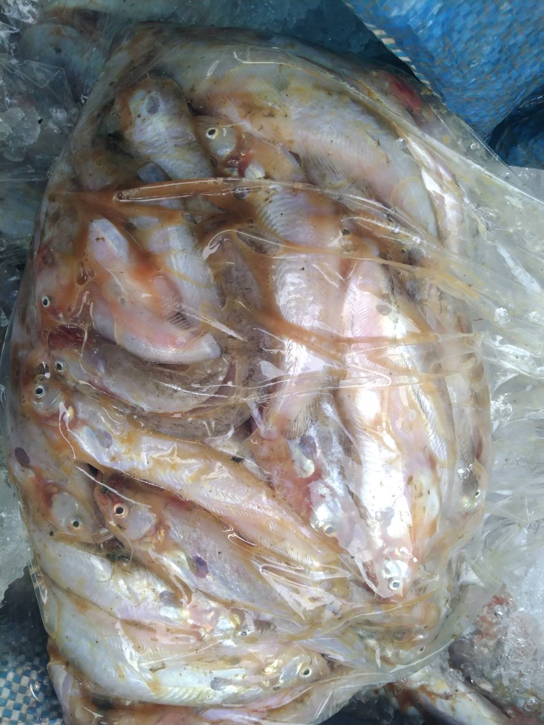 ผลการปฏิบัติงานด่านตรวจประมงสุรินทร์..คลิก