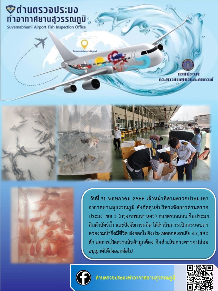 เจ้าหน้าที่ด่านตรวจประมงท่าอากาศยานสุวรรณภูมิ เปิดตรวจการส่งออกสินค้าสัตว์น้ำ ประเภทปลาสวยงามมีชีวิต