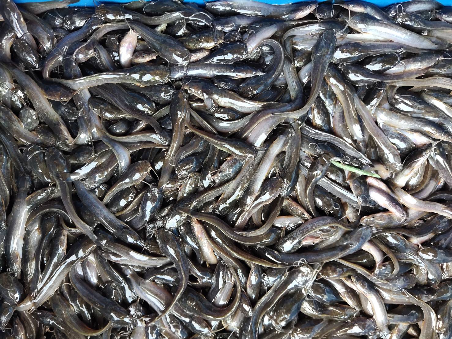 ตรวจสอบลูกพันธุ์สัตว์น้ำ ส่งออกไปยัง สปป.ลาว..คลิก