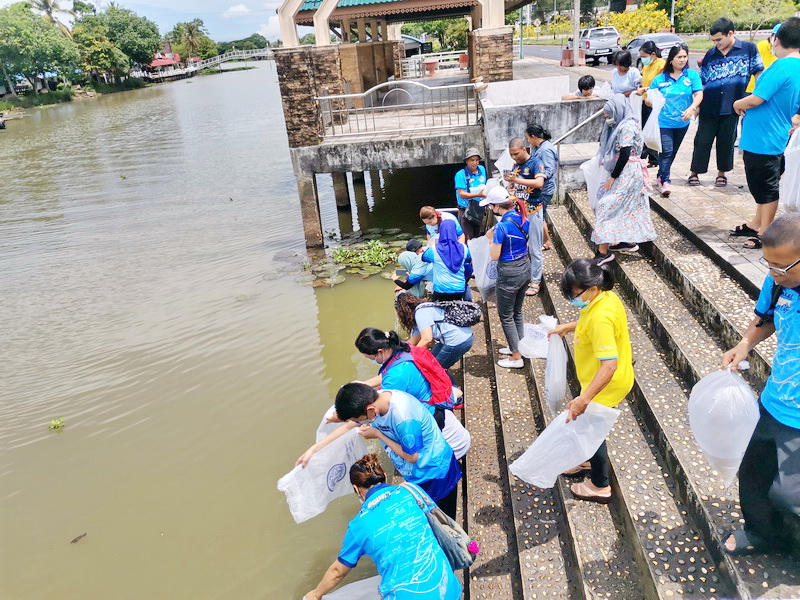 ปล่อยพันธุ์ปลากินพืช ลงสู่ทะเลสาบสงขลา อ.เมือง จ.พัทลุง..คลิก