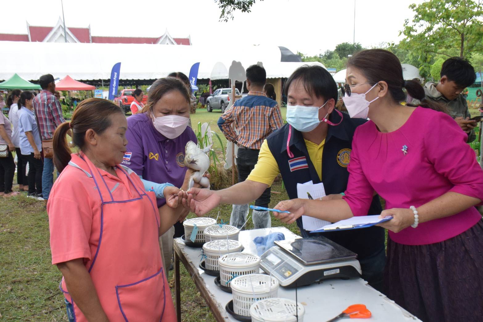 จัดการประกวดปลากบใหญ่ของดีอำนาจเจริญ