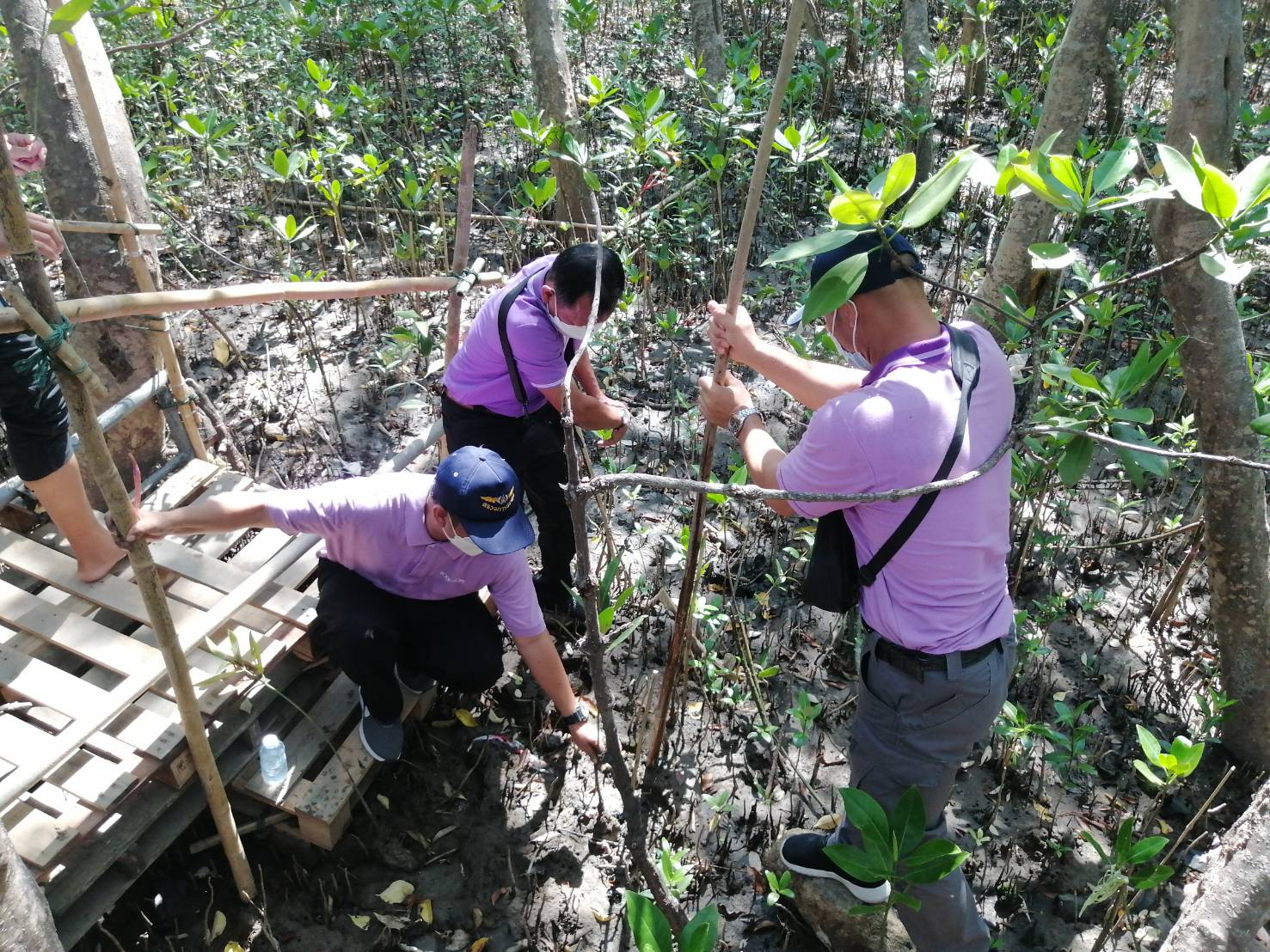 ปลูกป่าชายเลนในกิจกรรมวันต้นไม้ประจำชาติ 2566