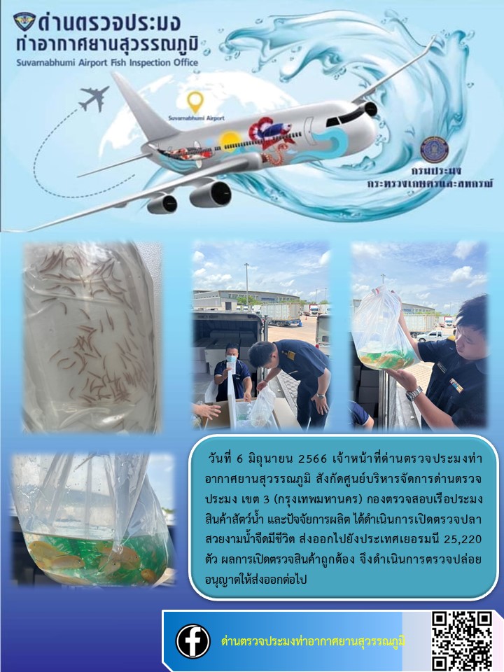 เจ้าหน้าที่ด่านตรวจประมงท่าอากาศยานสุวรรณภูมิ เปิดตรวจการส่งออกสินค้าสัตว์น้ำ ประเภทปลาสวยงามมีชีวิต