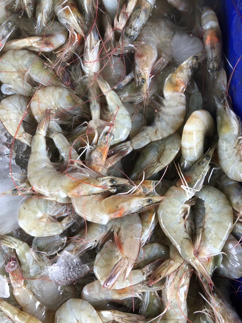 ตรวจสินค้าประมงที่นำเข้า ส่งออก ทางจุดผ่านแดนถาวรบ้านคลองลึก..คลิก