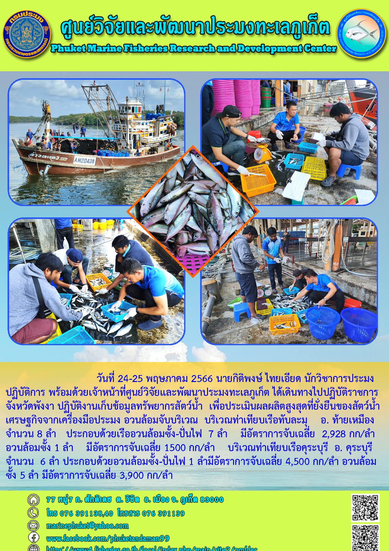 วันที่ 24-25 พฤษภาคม 2566 นายกิติพงษ์ ไทยเอียด นักวิชาการประมงปฏิบัติการ พร้อมด้วยเจ้าหน้าที่ศูนย์วิจัยและพัฒนาประมงทะเลภูเก็ต ได้เดินทางไปปฏิบัติราชการจังหวัดพังงา ปฏิบัติงานเก็บข้อมูลทรัพยากรสัตว์น้ำ เพื่อประเมินผลผลิตสูงสุดที่ยั่งยืนของสัตว์น้ำเศรษฐกิจจากเครื่องมือประมง อวนล้อมจับบริเวณ บริเวณท่าเทียบเรือทับละมุ อ.ท้ายเมือง จำนวน 8 ลำ ประกอบด้วยเรืออวนล้อมซั้ง-ปั่นไฟ 7 ลำ มีอัตราการจับเฉลี่ย 2,928 กก/ลำ อวนล้อมซั้ง 1 ลำ มีอัตราการจับเฉลี่ย 1500 กก/ลำ บริเวณท่าเทียบเรือคุระบุรี อ.คุระบุรี จำนวน 6 ลำ ประกอบด้วยอวนล้อมซั้ง-ปั่นไฟ 1 ลำมีอัตราการจับเฉลี่ย 4,500 กก/ลำ อวนล้อมซั้ง 5 ลำ มีอัตราการจับเฉลี่ย 3,900 กก/ลำ..คลิก