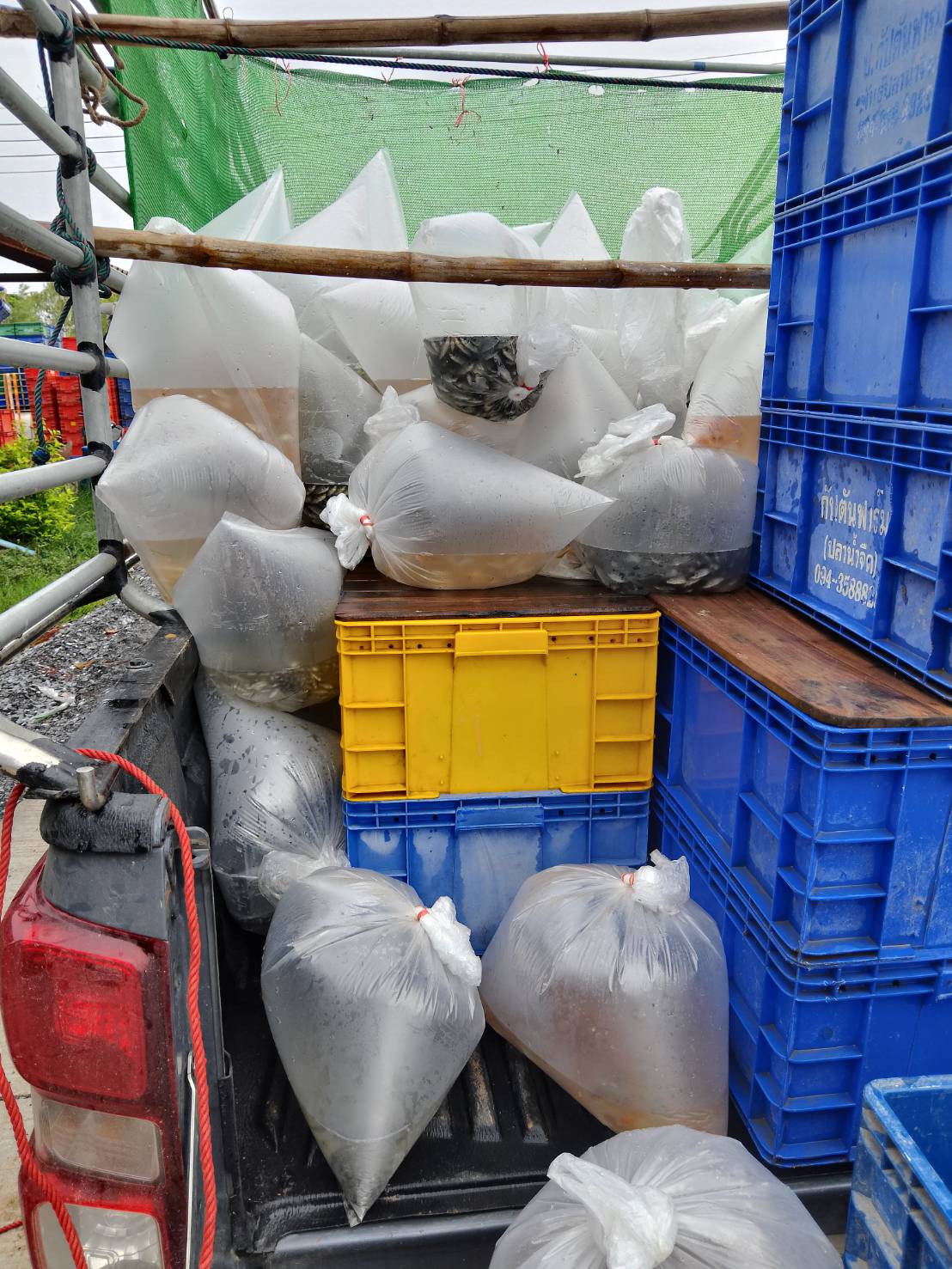 ตรวจสอบลูกพันธุ์สัตว์น้ำ ส่งออกไปยัง สปป.ลาว..คลิก