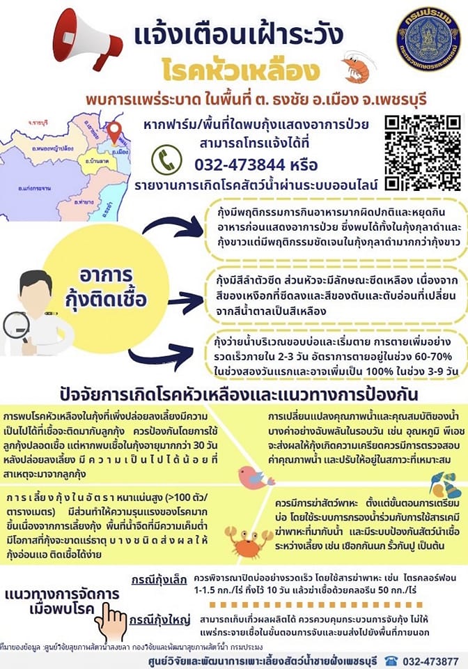 แจ้งเตือนเฝ้าระวังโรคหัวเหลือง