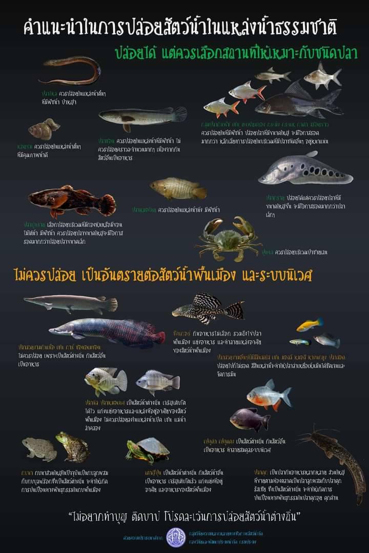 ข้อควรระวัง ในการปล่อยสัตว์น้ำที่เป็นอันตรายต่อระบบนิเวศ ลงสู่แหล่งน้ำธรรมชาติ..คลิก
