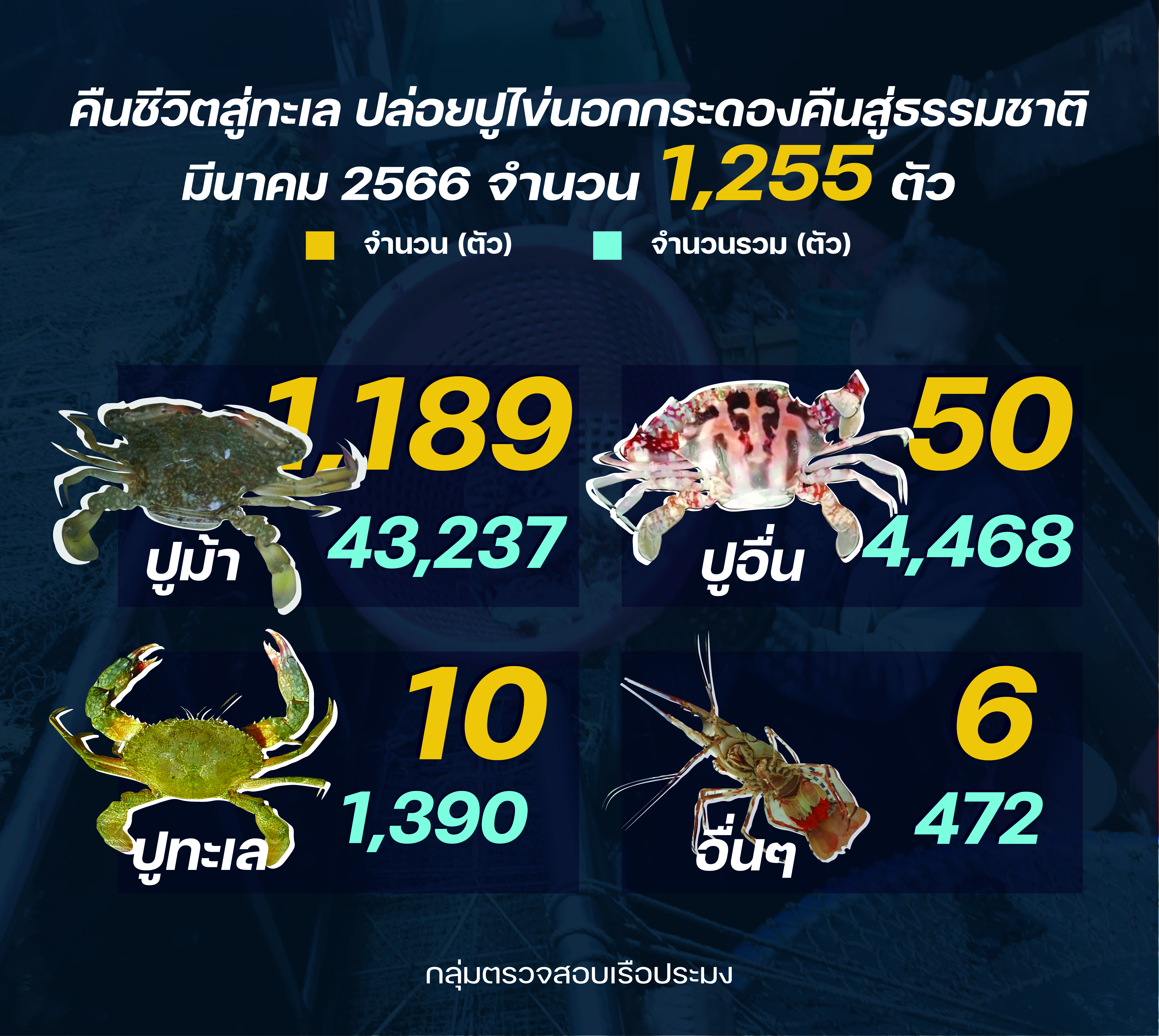 รายงานชาวประมงปล่อยปูไข่นอกกระดอง มีนาคม 2566..คลิก