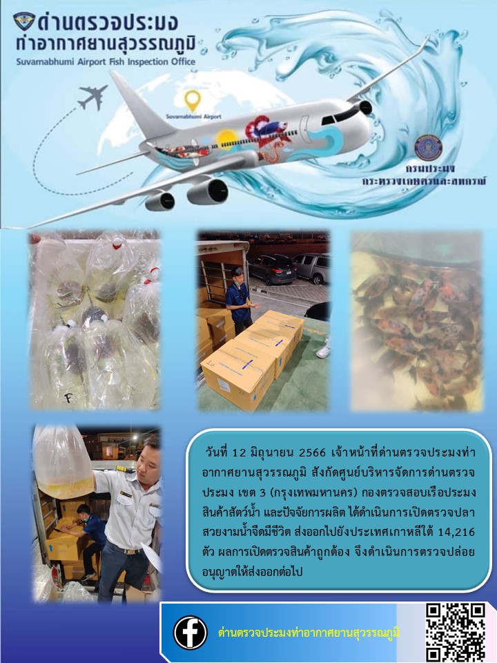 เจ้าหน้าที่ด่านตรวจประมงท่าอากาศยานสุวรรณภูมิ เปิดตรวจการส่งออกสินค้าสัตว์น้ำ ประเภทปลาสวยงามมีชีวิต