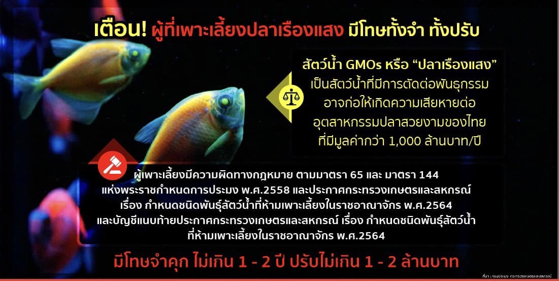 ปลาเรืองแสง เตือนผู้เพาะเลี้ยงหรือมีไว้ในครอบครอง “ปลาเรืองแสง”ซึ่งเป็นปลาที่ดัดแปลงพันธุกรรม (Genetically Modified Organism :GMOs)