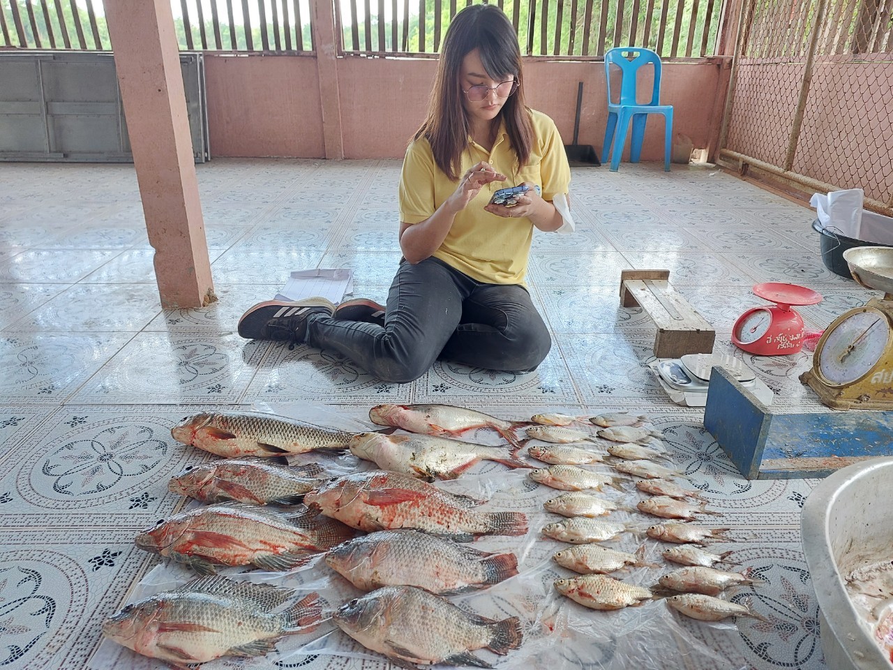 ข่าวประชาสัมพันธ์ประจำวันที่ 12 มิถุนายน 2566 ศูนย์วิจัยและพัฒนาการเพาะเลี้ยงสัตว์น้ำจืดศรีสะเกษ ฉบับที่ 55..คลิก