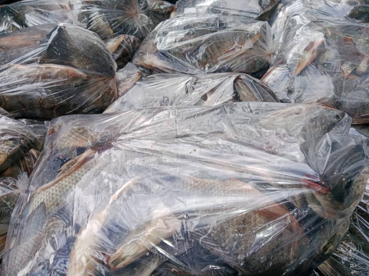 ตรวจสินค้าประมงที่นำเข้า ส่งออก ทางจุดผ่านแดนถาวรบ้านคลองลึก..คลิก