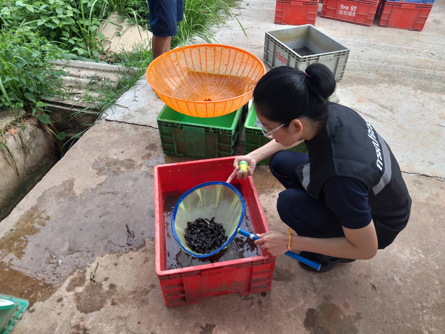 ตรวจสอบลูกพันธุ์สัตว์น้ำ ส่งออกไปยัง สปป.ลาว..คลิก