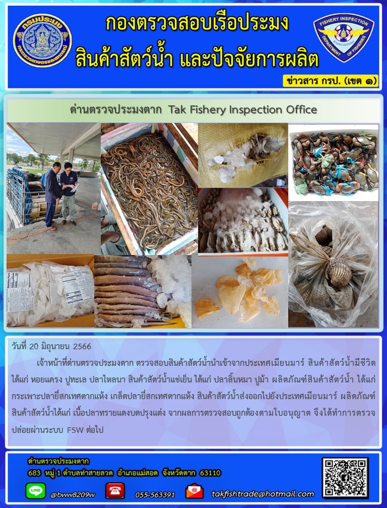 วันที่ 20 มิถุนายน 2566           เจ้าหน้าที่ด่านตรวจประมงตาก ตรวจสอบสินค้าสัตว์น้ำนำเข้าจากประเทศเมียนมาร์ สินค้าสัตว์น้ำมีชีวิต ได้แก่ หอยแครง ปูทะเล ปลาไหลนา สินค้าสัตว์น้ำแช่เย็น ได้แก่ ปลาลิ้นหมา ปูม้า ผลิตภัณฑ์สินค้าสัตว์น้ำ ได้แก่กระเพาะปลายี่สกเทศตากแห้ง เกล็ดปลายี่สกเทศตากแห้ง สินค้าสัตว์น้ำส่งออกไปยังประเทศเมียนมาร์ ผลิตภัณฑ์สินค้าสัตว์น้ำได้แก่ เนื้อปลาทรายแดงบดปรุงแต่ง จากผลการตรวจสอบถูกต้องตามใบอนุญาต จึงได้ทำการตรวจปล่อยผ่านระบบ FSW ต่อไป..คลิก
