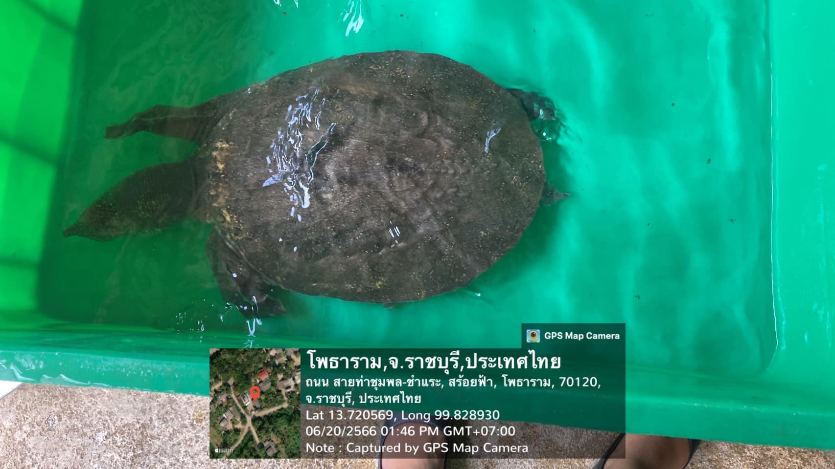 ลงพื้นที่ตรวจฟาร์มประจำปี ฟาร์มเพาะเลี้ยงตะพาบน้ำไทย