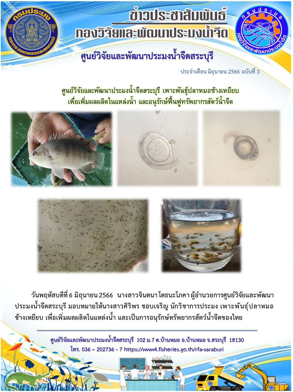 ศูนย์วิจัยและพัฒนาประมงน้ำจืดสระบุรี เพาะพันธุ์ปลาหมอช้างเหยียบ เพื่อเพิ่มผลผลิตในแหล่งน้ำ และอนุรักษ์ฟื้นฟูทรัพยากรสัตว์น้ำจืด..คลิก