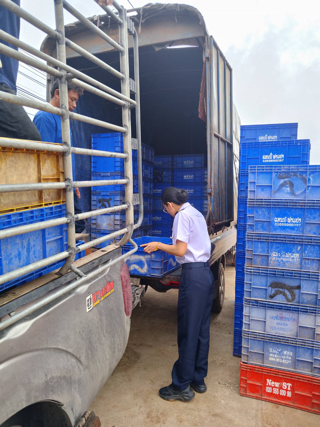 ตรวจสอบลูกพันธุ์สัตว์น้ำ ส่งออกไปยัง สปป.ลาว..คลิก