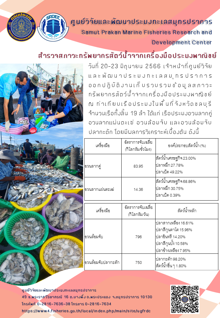วันที่ 20 – 23 มิถุนายน 2566 เจ้าหน้าที่ศูนย์วิจัยและพัฒนาประมงทะเลสมุทรปราการออกปฏิบัติงานเก็บรวบรวมข้อมูลสภาวะทรัพยากรสัตว์น้ำจากเครื่องมือประมงพาณิชย์ ณ ท่าเทียบเรือประมงในพื้นที่จังหวัดชลบุรี จำนวนเรือทั้งสิ้น 19 ลำ ได้แก่ เรือประมงอวนลากคู่อวนลากแผ่นตะเฆ่ อวนล้อมจับ และอวนล้อมจับปลากะตัก โดยมีผลการวิเคราะห์เบื้องต้น ดังนี้..คลิก