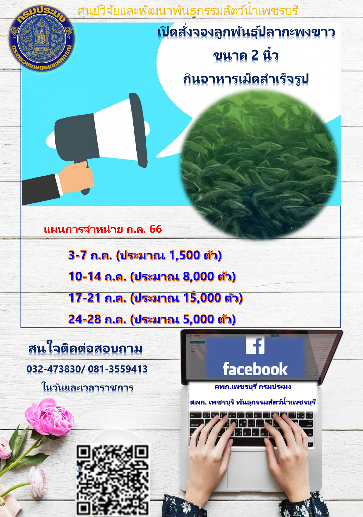 ลูกปลากะพงขาว กินอาหารเม็ดสำเร็จรูปพร้อมจำหน่าย..คลิก