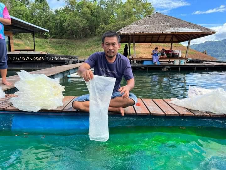 ร่วมกิจกรรมปล่อยปลาสู่เขาแหลมครั้งที่ ๓ ณ บ้านท่าแพ ตำบลท่าขนุนอำเภอทองผาภูมิ จังหวัดกาญจนบุรี