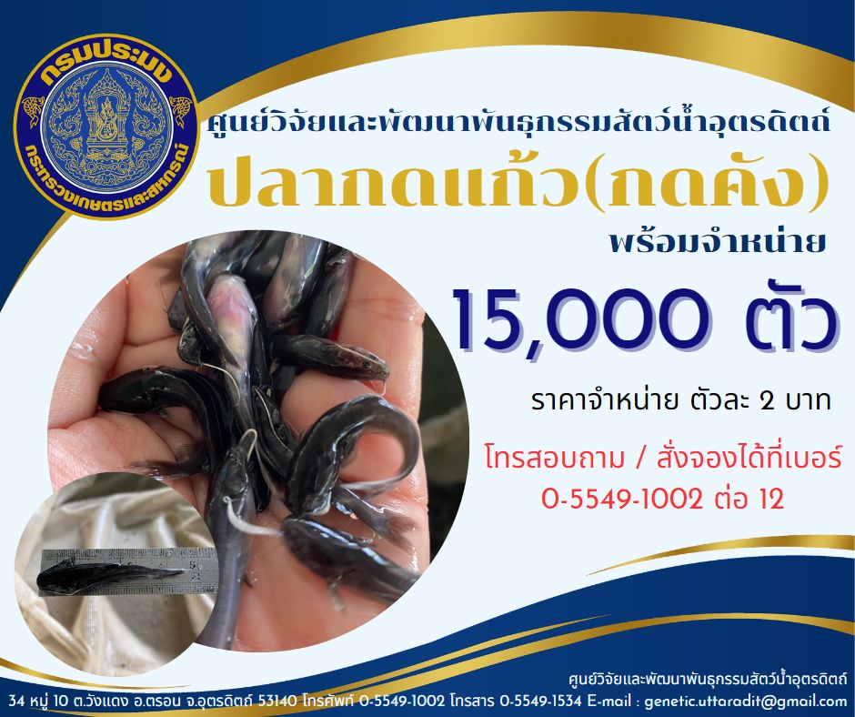 ปลากดแก้ว(กดคัง) พร้อมจำหน่าย จำนวน 15,000 ตัว