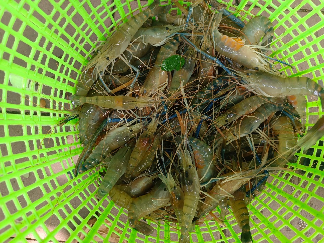 ตรวจสอบสินค้าสัตว์น้ำส่งออก..คลิก