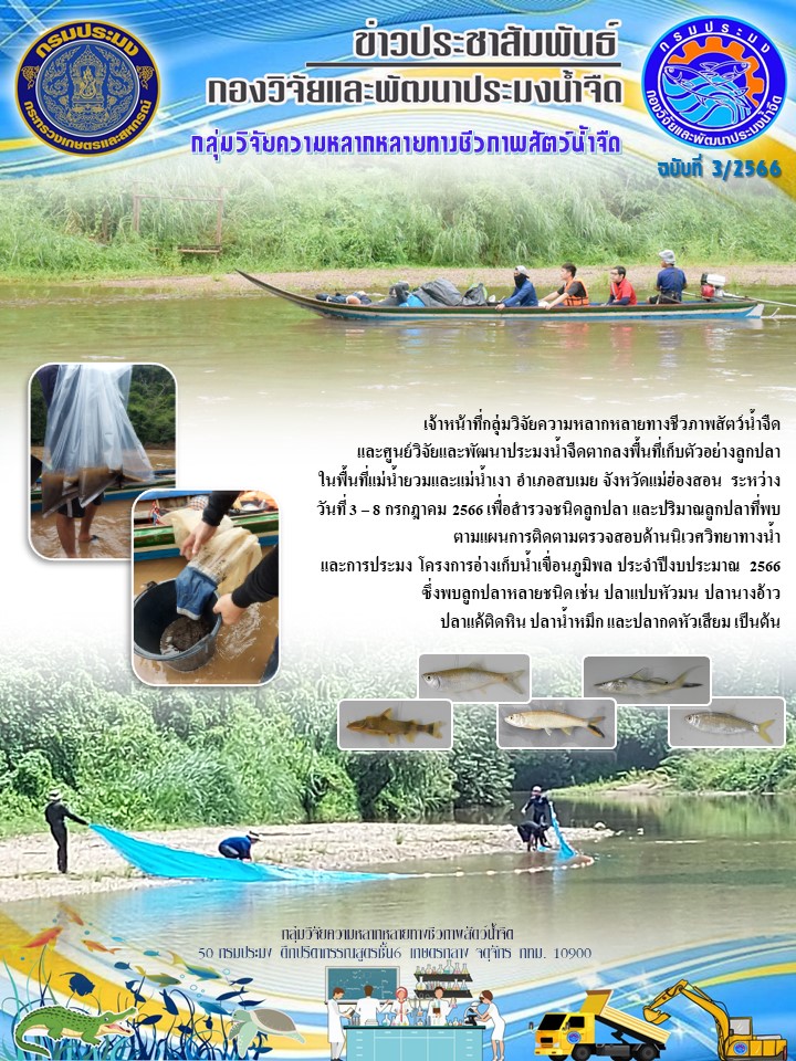 เจ้าหน้าที่กลุ่มวิจัยความหลากหลายทางชีวภาพสัตว์น้ำจืด และศูนย์วิจัยและพัฒนาประมงน้ำจืดตากลงพื้นที่เก็บตัวอย่างลูกปลาในพื้นที่แม่น้ำยวมและแม่น้ำเงา อำเภอสบเมย จังหวัดแม่ฮ่องสอน ระหว่างวันที่ 3 – 8 กรกฎาคม 2566 เพื่อสำรวจชนิดลูกปลาและปริมาณลูกปลาที่พบ ตามแผนการติดตามตรวจสอบด้านนิเวศวิทยาทางน้ำและการประมง โครงการอ่างเก็บน้ำเขื่อนภูมิพล ประจำปีงบประมาณ 2566..คลิก