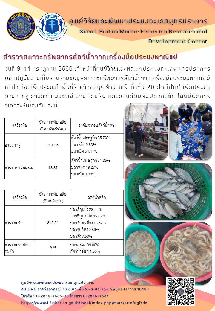 วันที่ 9-11 กรกฎาคม 2566 เจ้าหน้าที่ศูนย์วิจัยและพัฒนาประมงทะเลสมุทรปราการ ออกปฏิบัติงานเก็บรวบรวมข้อมูลสภาวะทรัพยากรสัตว์น้ำจากเครื่องมือประมงพาณิชย์ ณ ท่าเทียบเรือประมงในพื้นที่จังหวัดชลบุรี จำนวนเรือทั้งสิ้น 20 ลำ ได้แก่ เรือประมงอวนลากคู่ อวนลากแผ่นตะเฆ่ อวนล้อมจับ และอวนล้อมจับปลากะตัก โดยมีผลการวิเคราะห์เบื้องต้น ดังนี้..คลิก