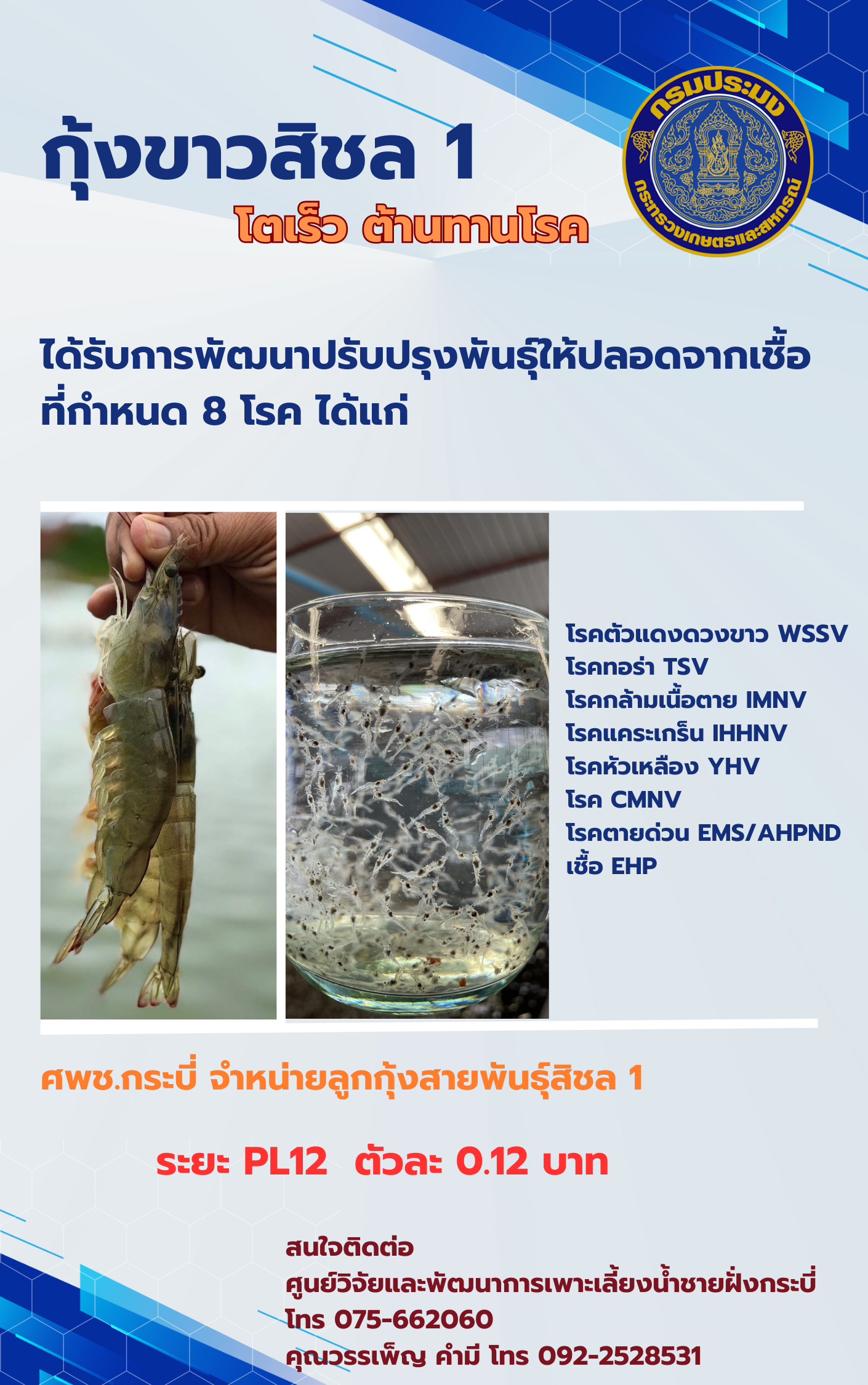 ศพช.กระบี่ จำหน่ายลูกกุ้งขาวสิชล 1