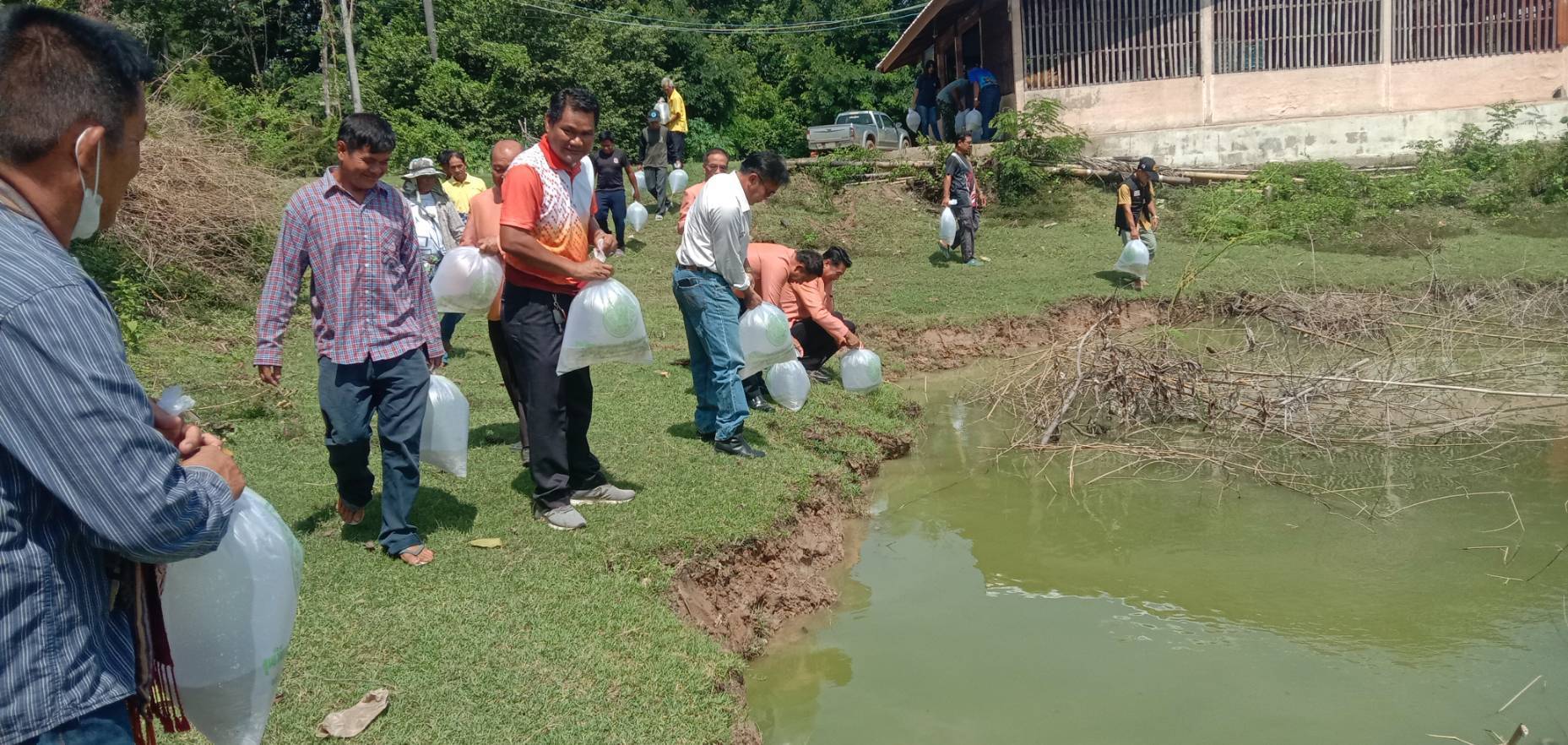 ปล่อยพันธุ์ปลายี่สกเทศ จำนวน 20,000 ตัว ที่ หนองสิม..คลิก