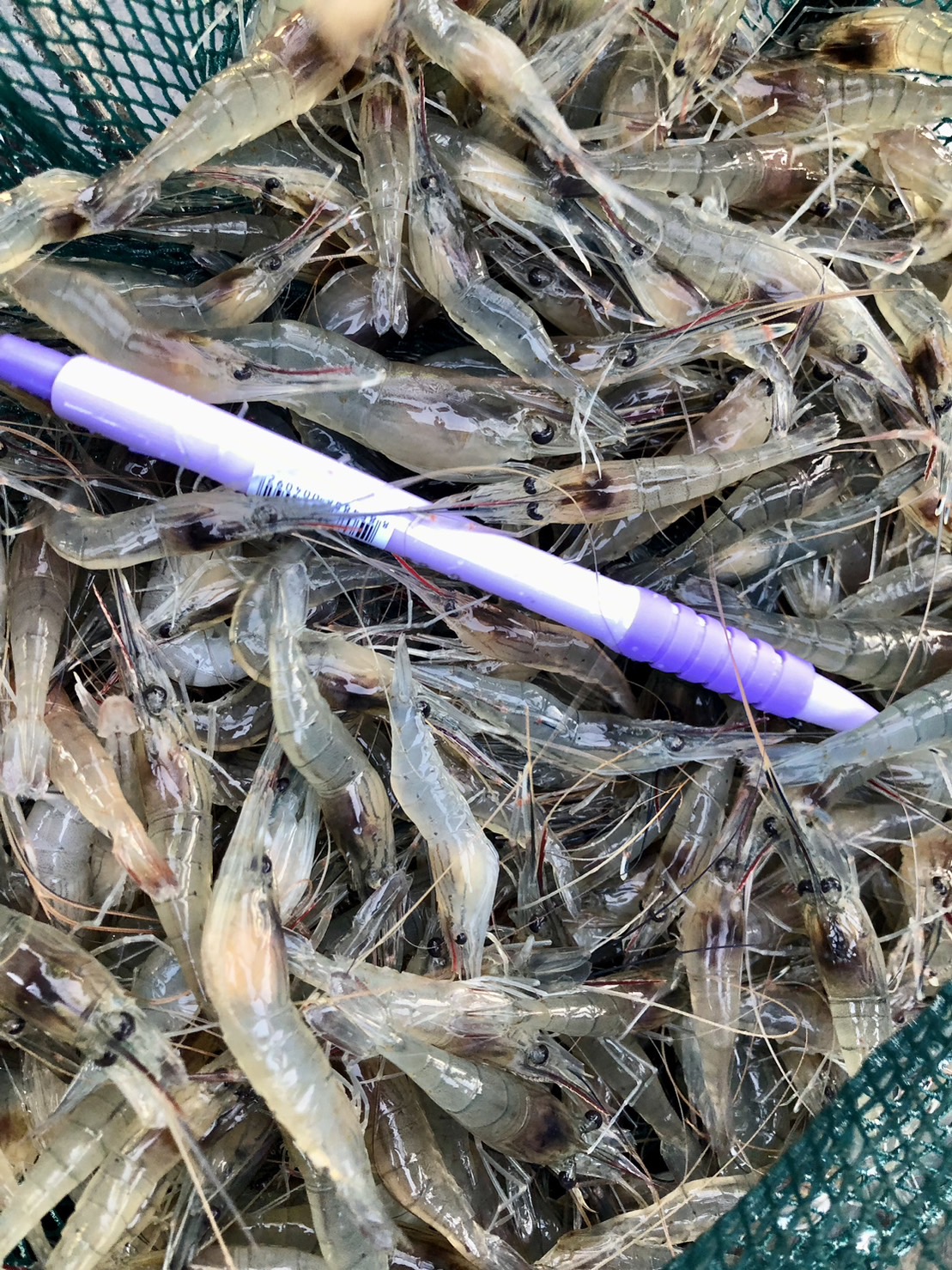 ปล่อยพันธุ์กุ้งก้ามกรามในแหล่งน้ำปิด เพื่อเพิ่มความอุดมสมบรูณ์ในแหล่งน้ำปิด และเป็นแหล่งอาหาร และสร้างรายได้ให้กับชุมชน  จำนวน 4 แห่ง..คลิก