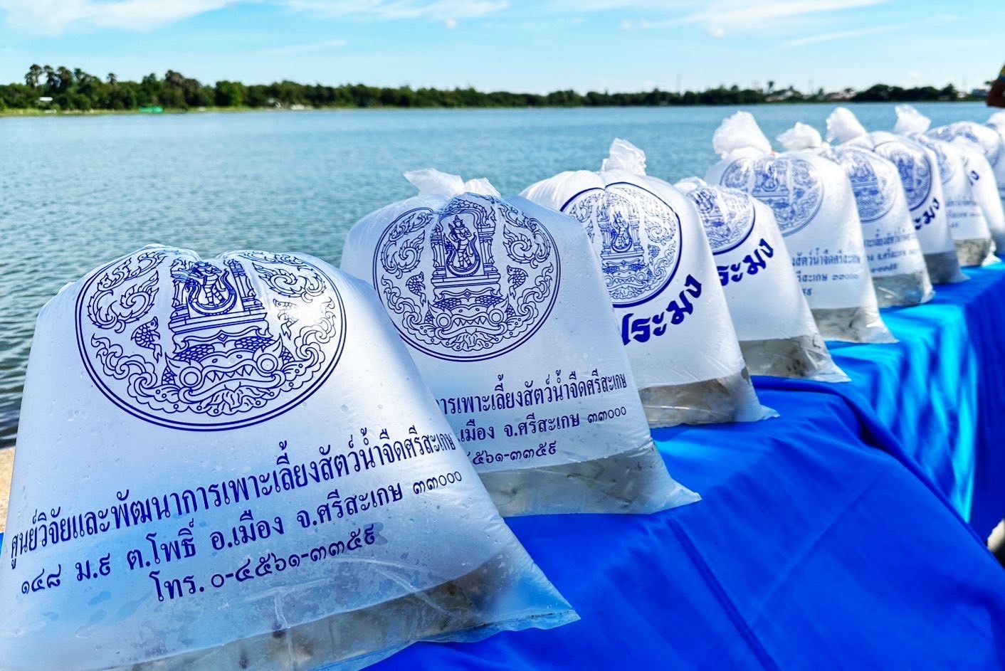ข่าวประชาสัมพันธ์ประจำวันที่ 11 กรกฎาคม 2566 ศูนย์วิจัยและพัฒนาการเพาะเลี้ยงสัตว์น้ำจืดศรีสะเกษ ฉบับที่ 67..คลิก