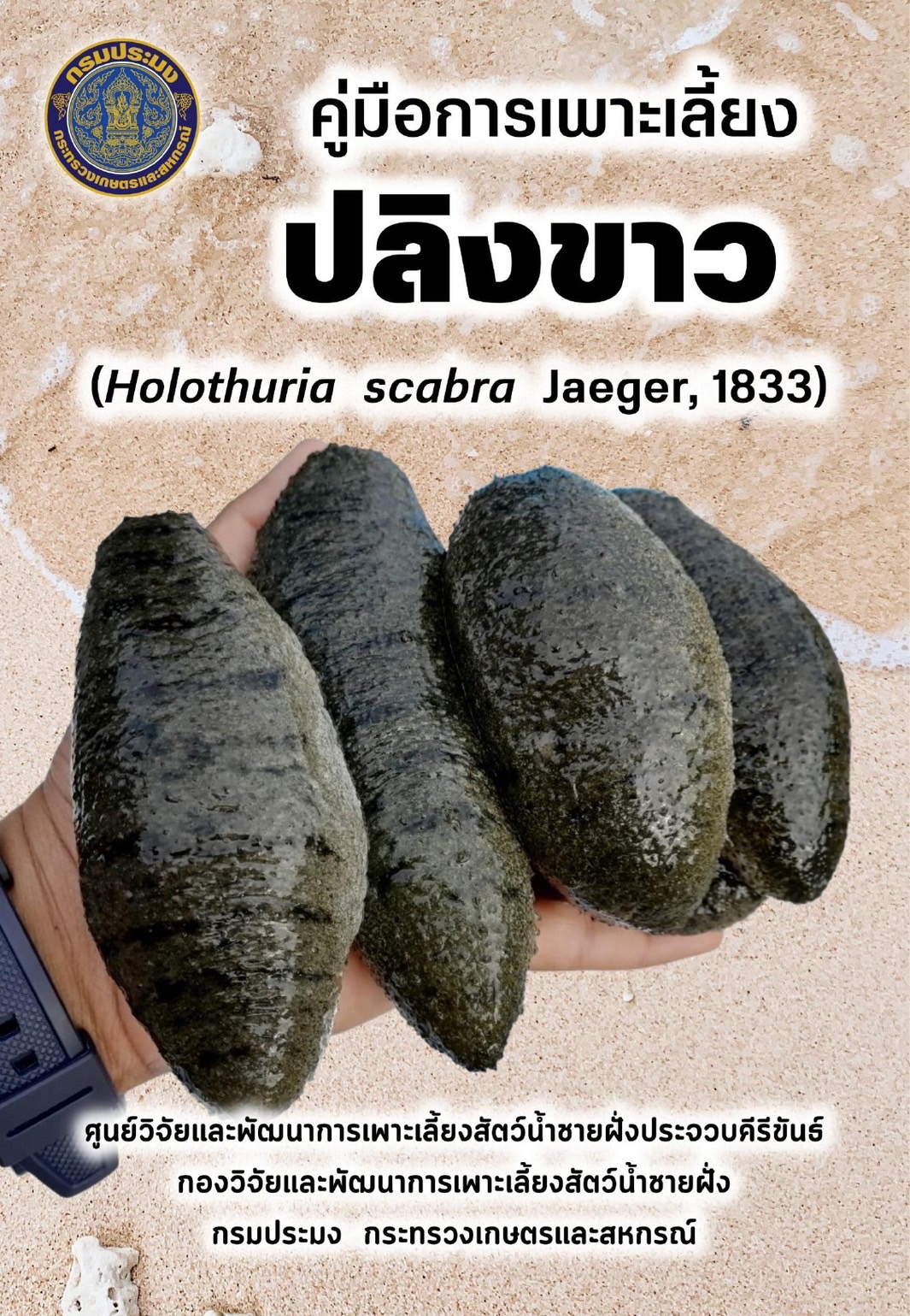 คู่มือการเพาะเลี้ยงปลิงขาว