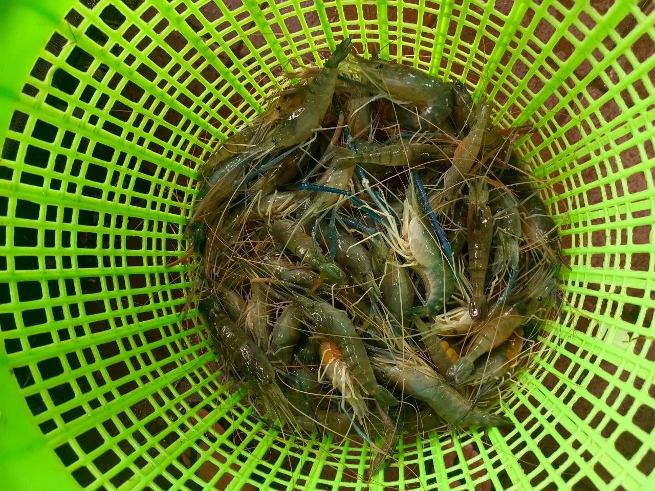 ตรวจสอบสินค้าสัตว์น้ำส่งออก..คลิก