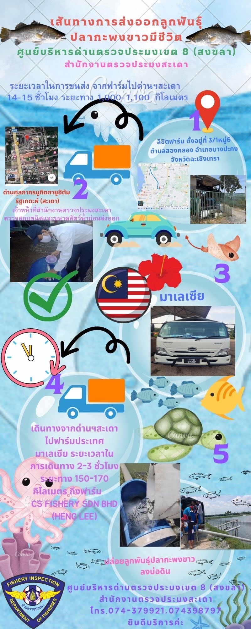 เส้นทางการส่งออกลูกพันธุ์ปลากะพงขาวมีชีวิต..คลิก