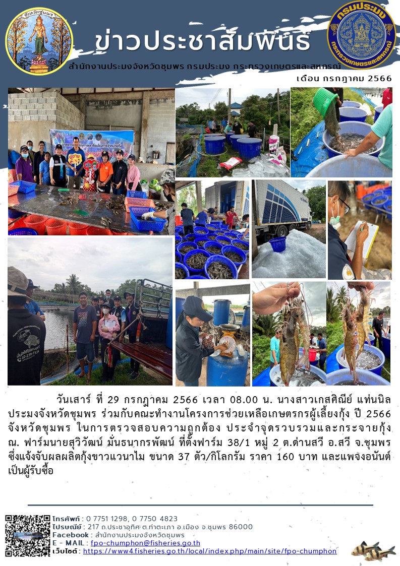 ร่วมกับคณะทำงานโครงการช่วยเหลือเกษตรกรผู้เลี้ยงกุ้ง ปี 2566 จังหวัดชุมพร ในการตรวจสอบความถูกต้องประจำจุดรวบรวมและกระจายกุ้ง..คลิก