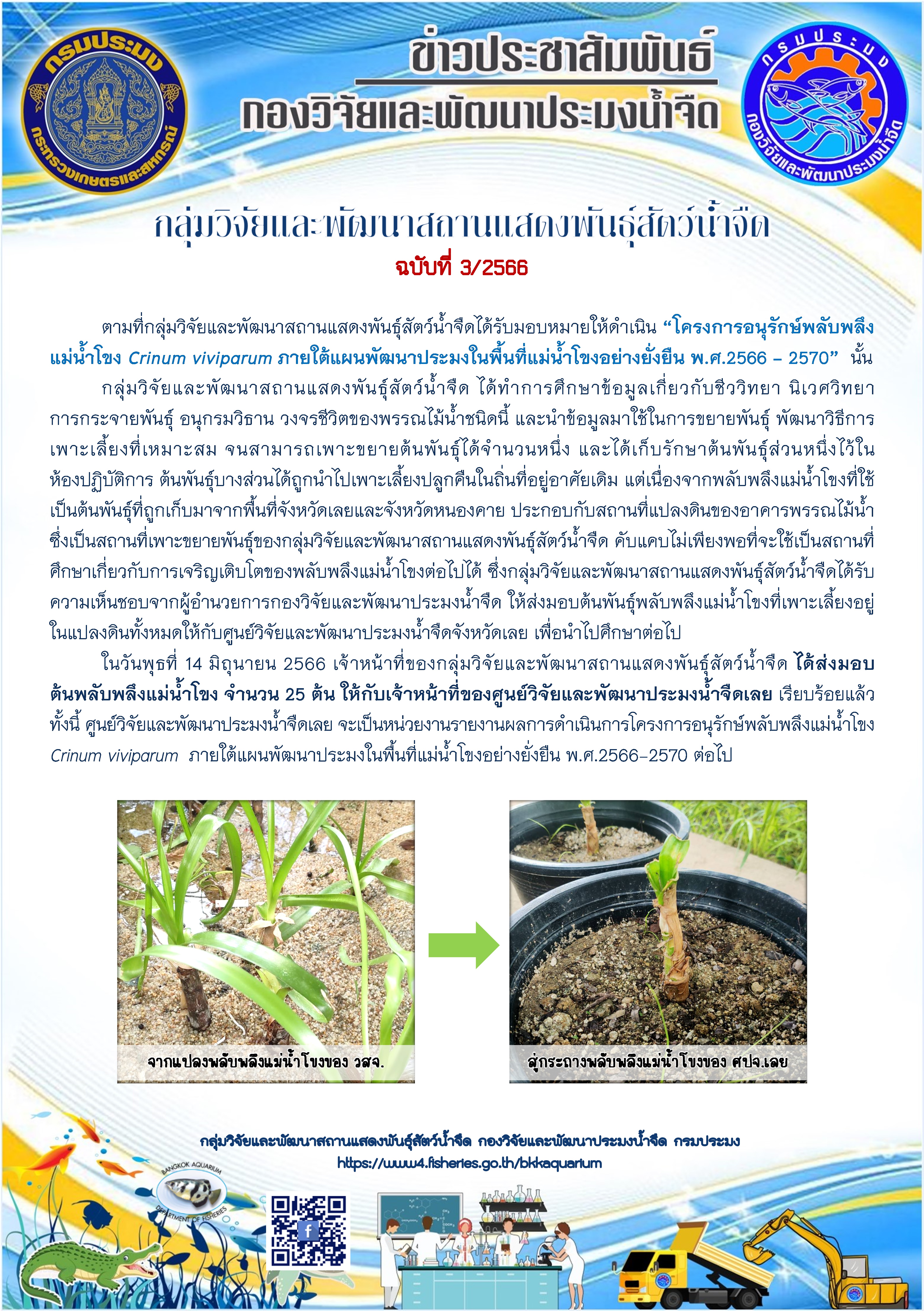 ข่าวประชาสัมพันธ์ ฉบับที่ 3/2566 กลุ่มวิจัยและพัฒนาสถานแสดงพันธุ์สัตว์น้ำจืด ได้ส่งมอบต้นพลับพลึงแม่น้ำโขง ให้กับศูนย์วิจัยและพัฒนาประมงน้ำจืดเลย..คลิก
