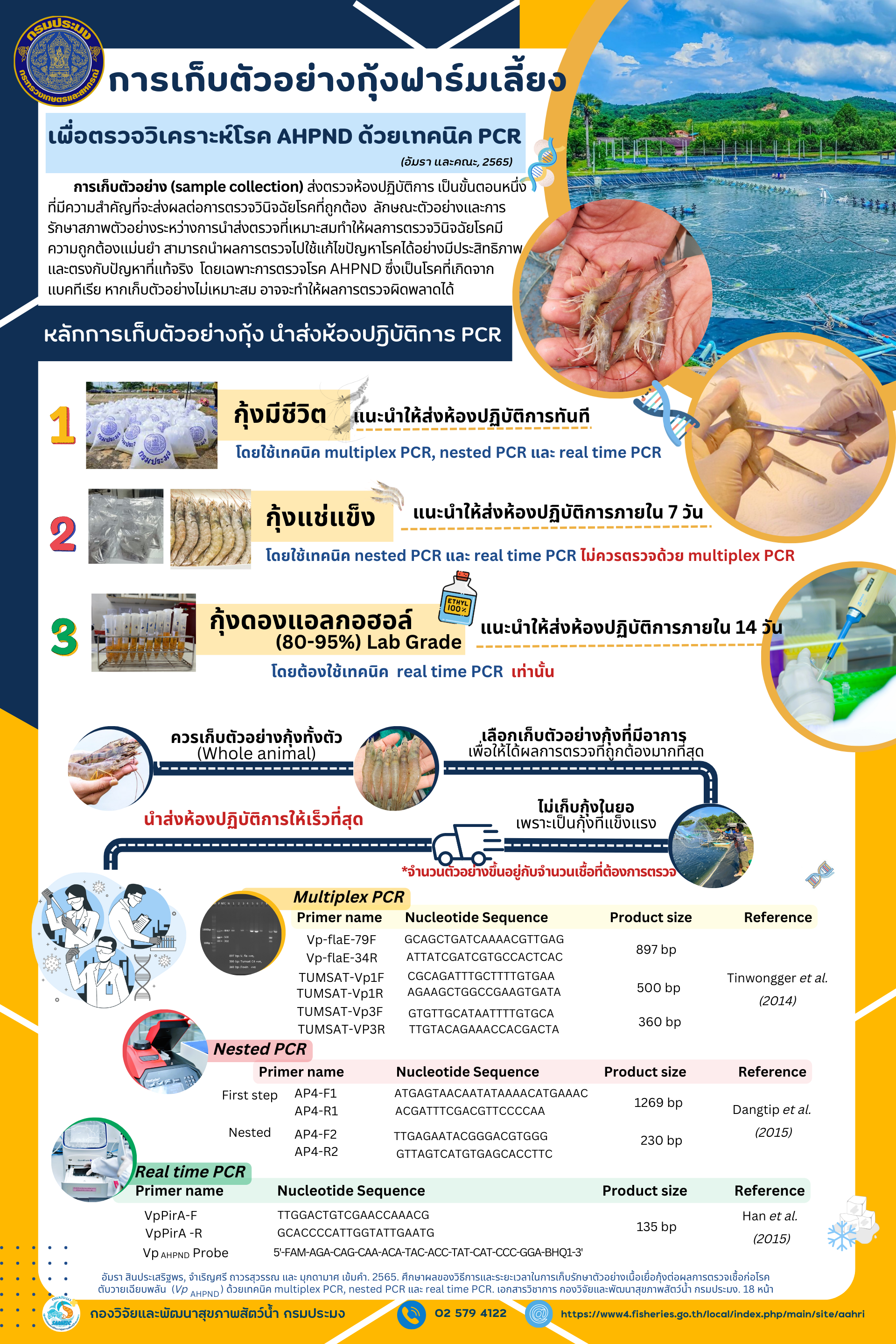 การเก็บตัวอย่างกุ้งฟาร์มเลี้ยง  เพิ่อตรวจวิเคราะห์โรค AHPND ด้วยเทคนิค PCR..คลิก