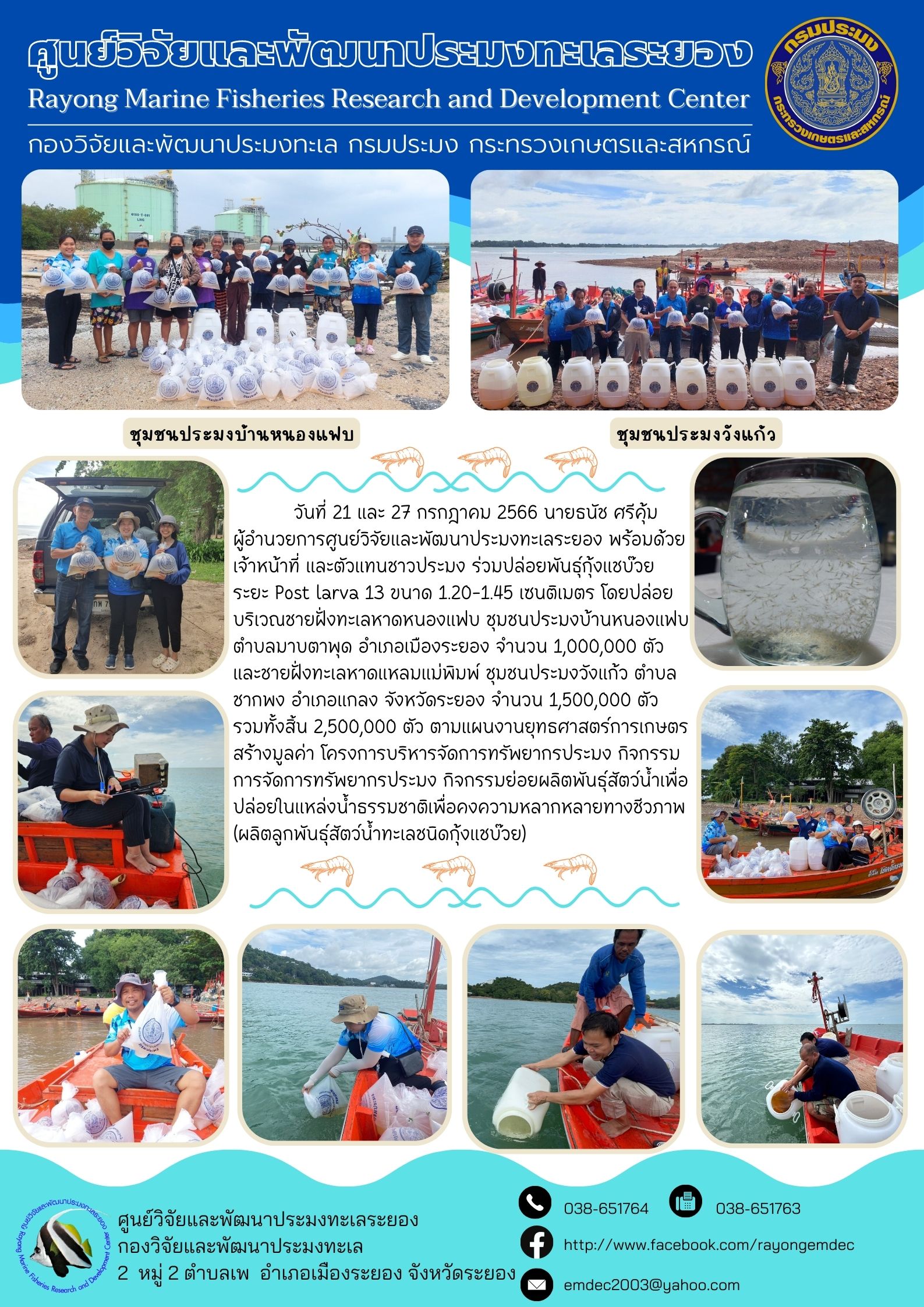 วันที่ 21 และ 27 กรกฎาคม 2566 นายธนัช ศรีคุ้ม ผู้อำนวยการศูนย์วิจัยและพัฒนาประมงทะเลระยอง พร้อมด้วยเจ้าหน้าที่ และตัวแทนชาวประมง ร่วมปล่อยพันธุ์กุ้งแชบ๊วย ระยะ Post larva ขนาด 13 ขนาด 1.20-1.45 เซนติเมตร โดยปล่อยบริเวณช่ายฝั่งทะเลหาดหนองแฟบ ชุมชนประมงบ้านหนองแฟบ ตำบลมาบตาพุด อำเภอเมืองระยอง จำนวน 1,000,000 ตัว และชายฝั่งทะเลหาดแหลมแม่พิมพ์ ชุมชนประมงวังแก้ว ตำบลซากพง อำเภอแกลง จังหวัดระยอง จำนวน 1,500,000 ตัว รวมทั้งสิ้น 2,500,000 ตัว ตามแผนงานยุทธศาสตร์การเกษตรสร้างมูลค่า โครงการบริหารจัดการทรัพยากรประมง กิจกรรมการจัดการทรัพยากรประมง กิจกรรมย่อยผลิตพันธุ์สัตว์น้ำเพื่อปล่อยในแหล่งน้ำธรรมชาติเพื่อคงความหลากหลายทางชีวภาพ (ผลิตลูกพันธุ์สัตว์น้ำทะเลชนิดกุ้งแชบ๊วย)