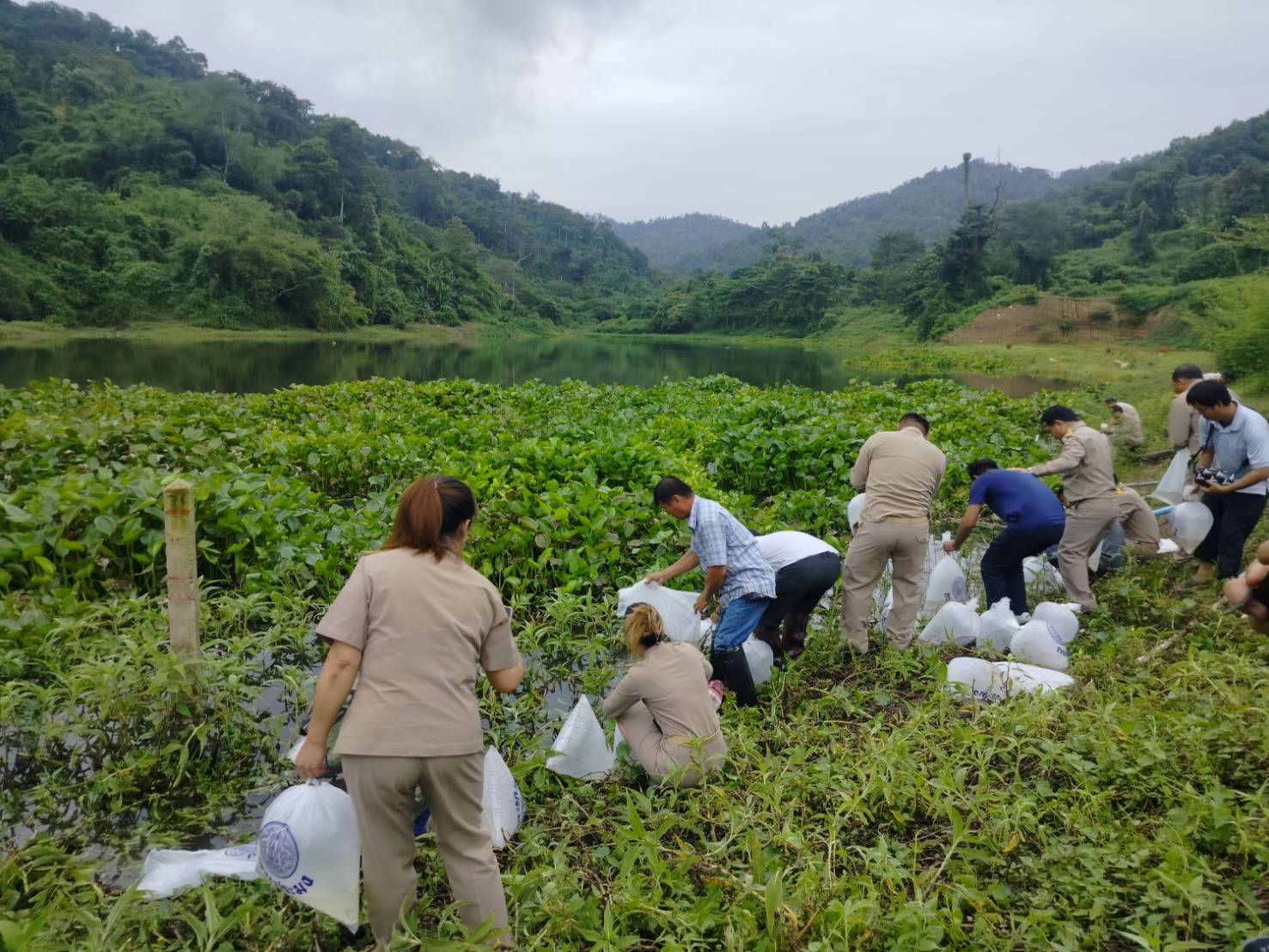 กำหนดปล่อยพันธุ์สัตว์น้ำตามโครงการปล่อยพันธุ์ปลาเพื่อรักษาระบบนิเวศในอ่างเก็บน้ำของกรมชลประทาน..คลิก