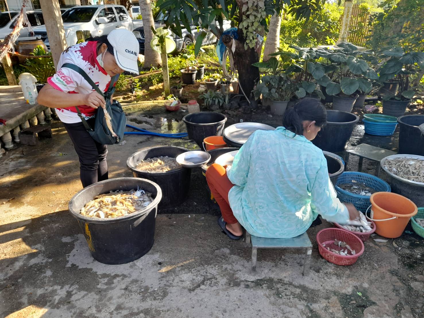 สภาวะสัตว์น้ำรอบทะเลสาบสงขลา เดือนกรกฎาคม 2566..คลิก