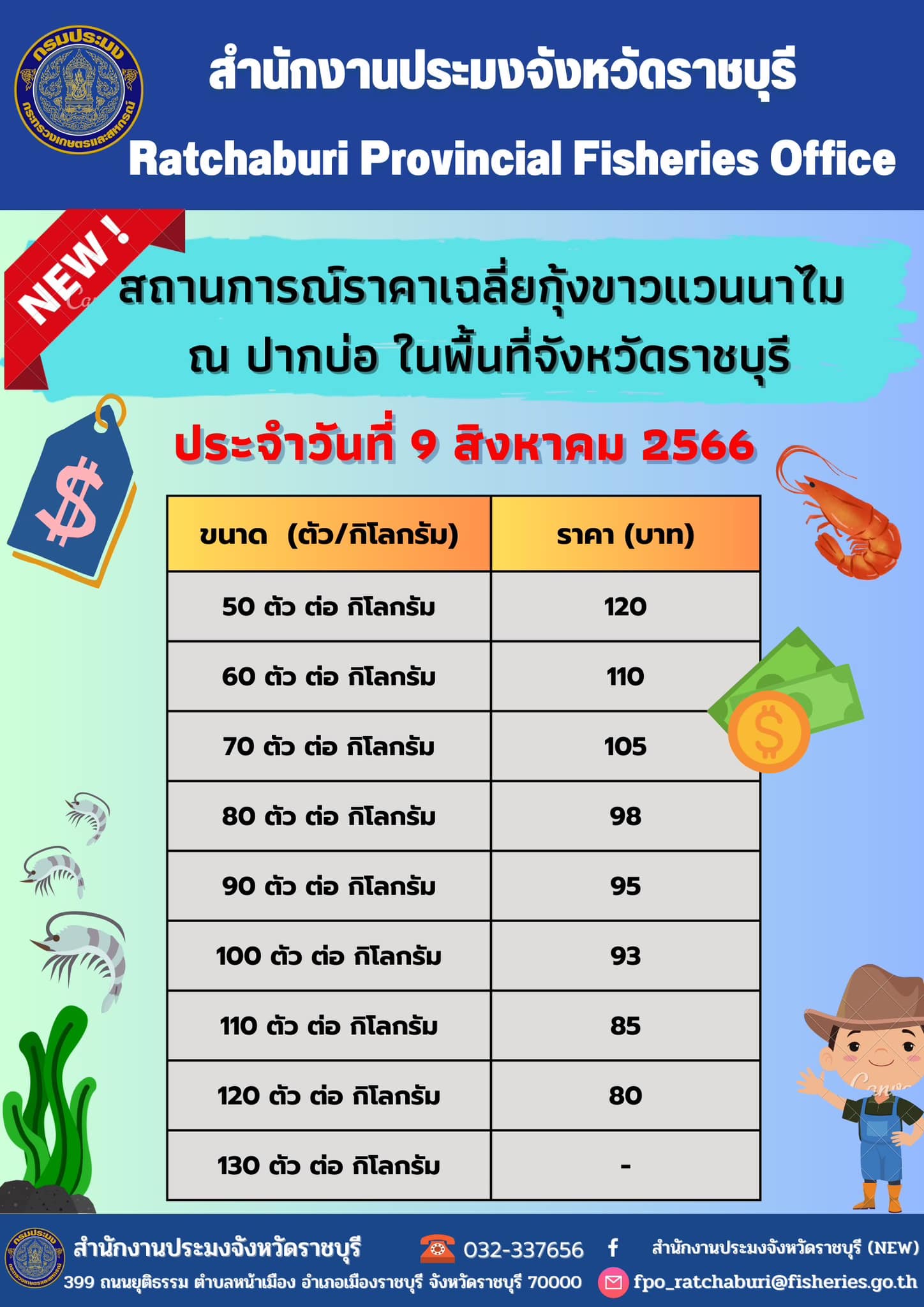สถานการณ์ราคาเฉลี่ยกุ้งขาวแวนนาไม ณ ปากบ่อ ในพื้นที่จังหวัดราชบุรี ประจำวันที่ 9 สิงหาคม 2566