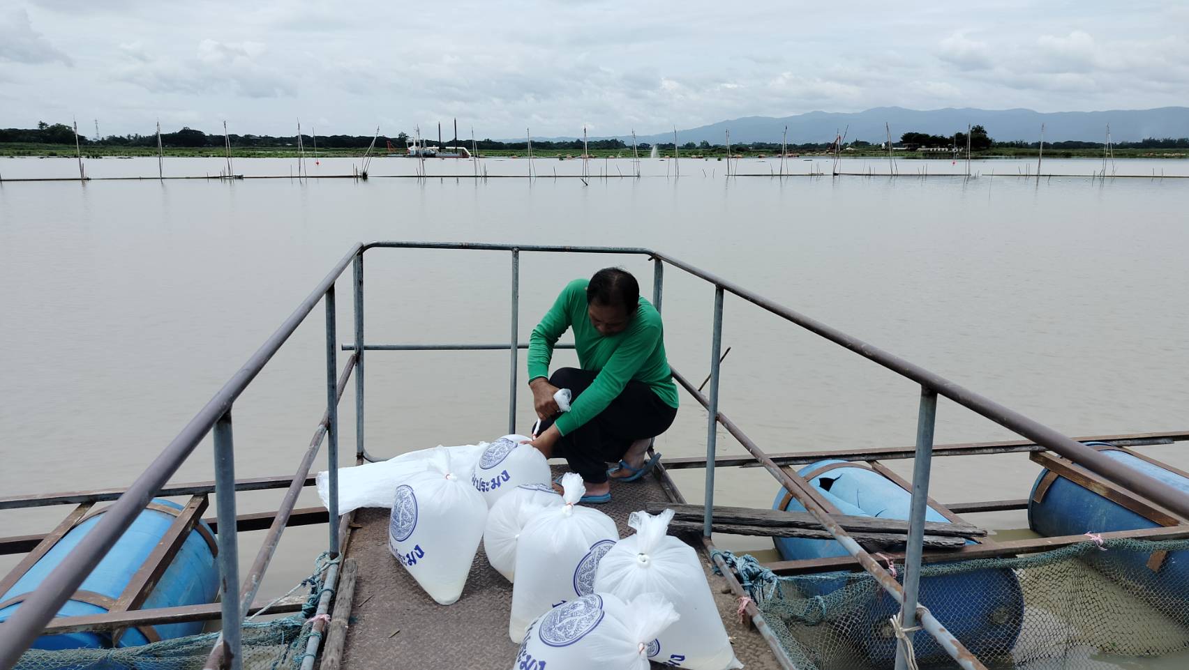 กำหนดปล่อยพันธุ์ปลาสวายอายุ 2 วัน จำนวน 500,000 ตัว ในโครงการตามแผนปฏิบัติราชการประจำปีของจังหวัดพะเยา..คลิก