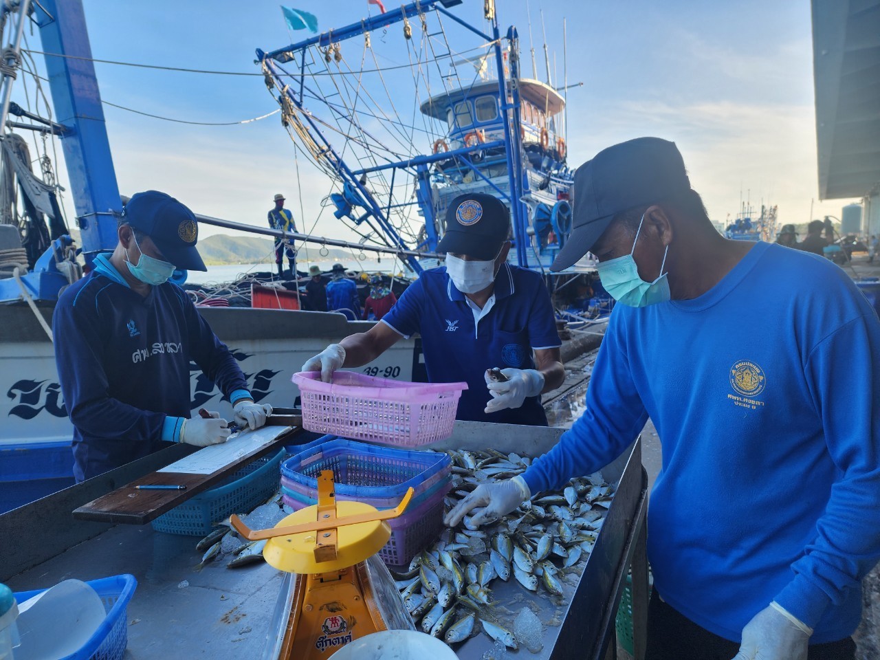  เจ้าหน้าที่ศูนย์วิจัยและพัฒนาประมงทะเลสงขลา ออกปฏิบัติงานเก็บข้อมูลทรัพยากรประมงจาก เรืออวนล้อมจับที่ขึ้นท่าในพื้นที่จังหวัดสงขลา และปัตตานี ประจำเดือนกรกฎาคม 2566..คลิก