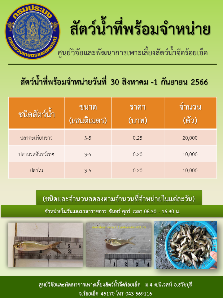 สัตว์น้ำที่พร้อมจำหน่ายวันที่ 30 สิงหาคม -1 กันยายน 2566..คลิก