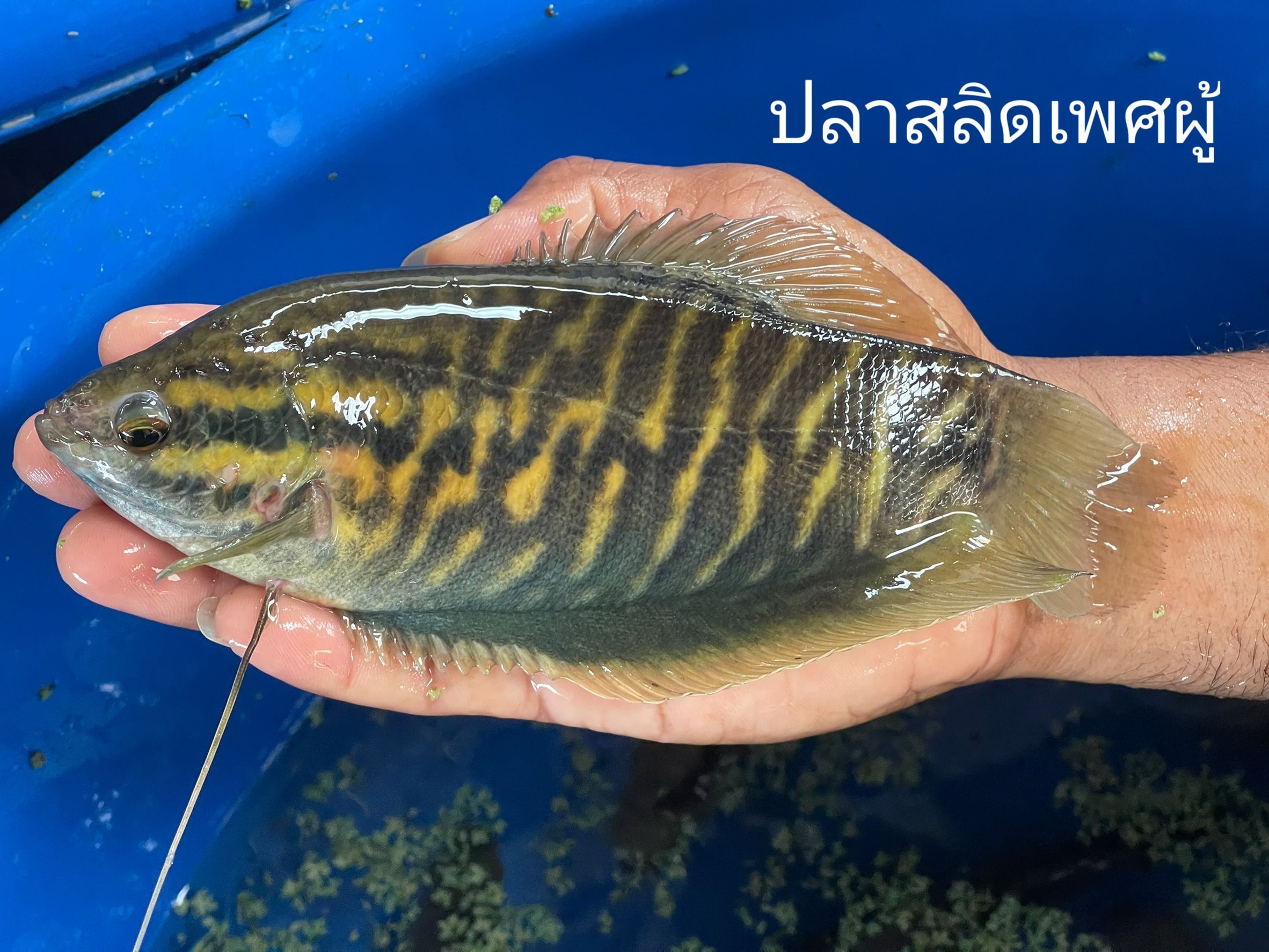รูป ประกอบบทความ3