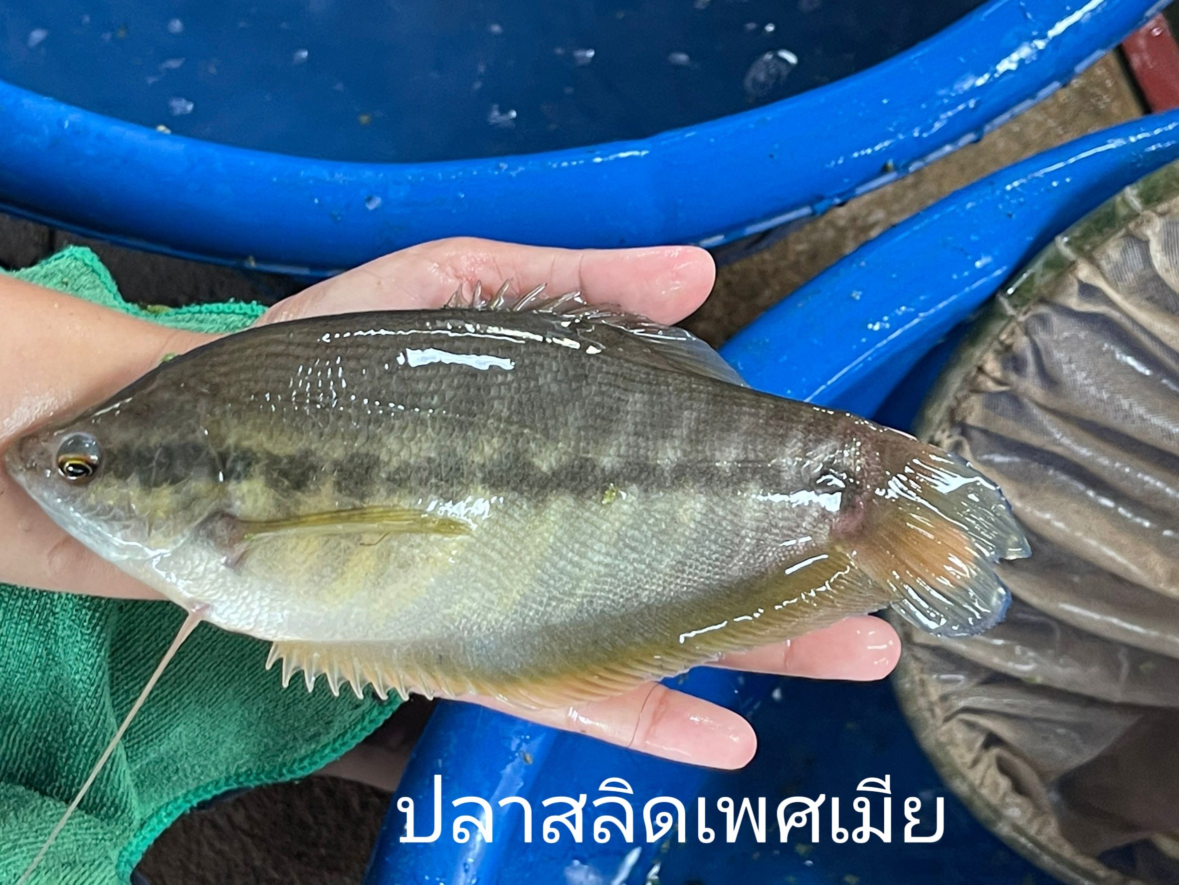 รูป ประกอบบทความ5